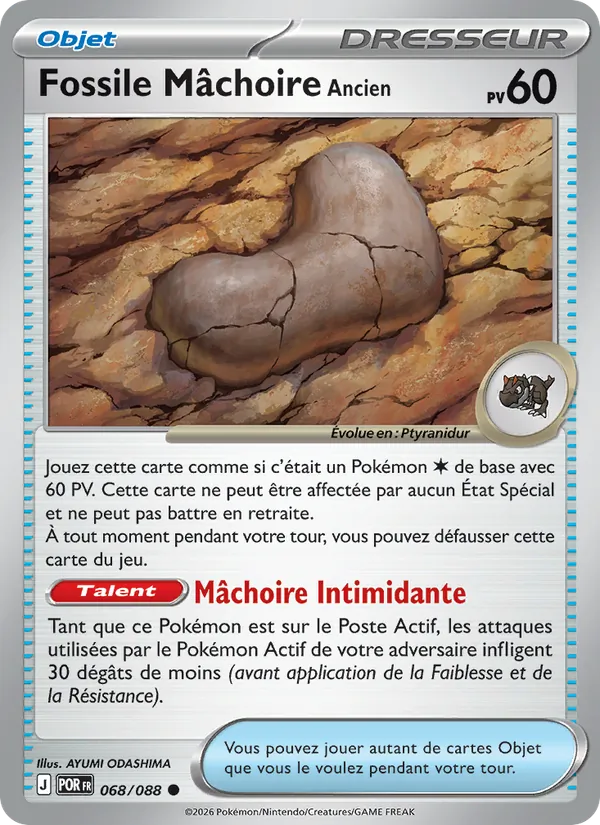 Fossile Mâchoire Ancien Équilibre Parfait 068/88