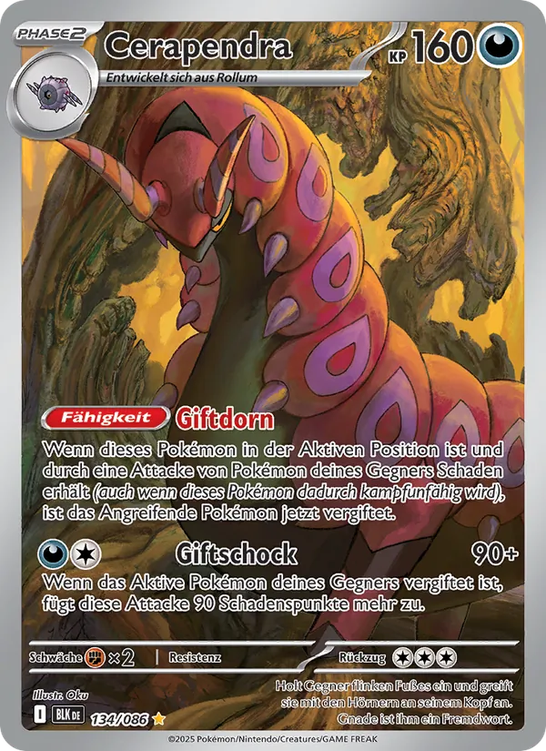 Cerapendra Schwarze Blitze 134/86